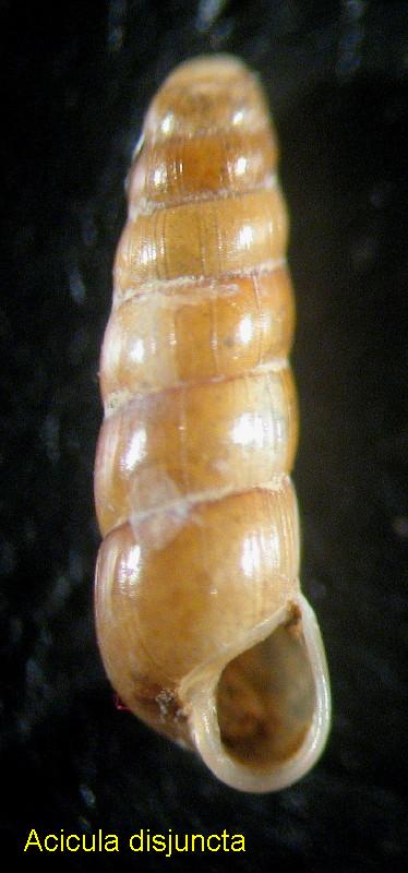 Acicula disjuncta  Boeters, Gittenberger & Subai, 1989